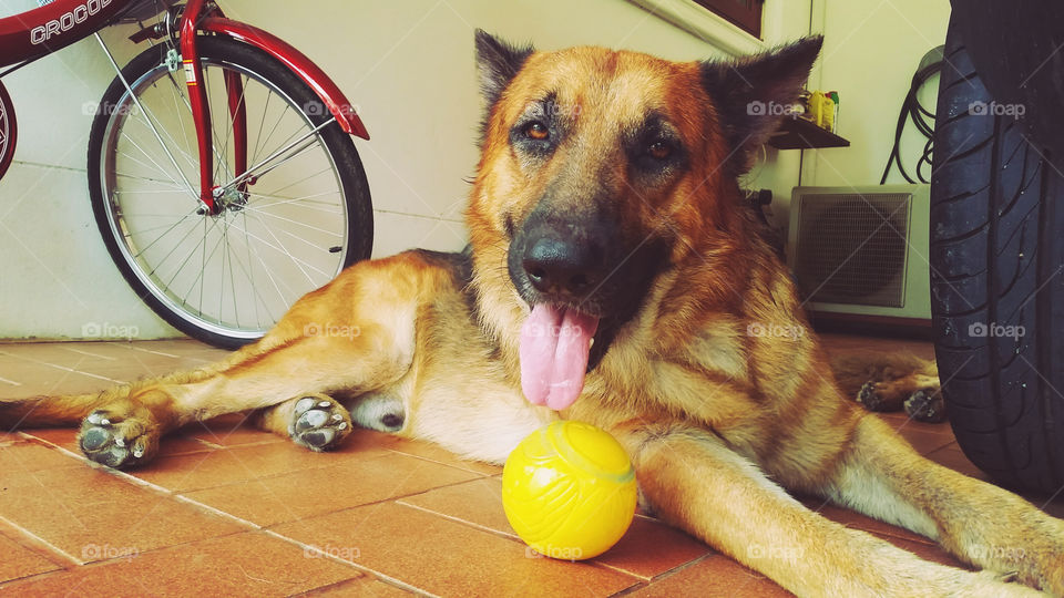 Hi there, everyone call me Arno. Eventhough I'm a big dog and kids are acare of me but actually I' kind, funny and love playing ball so much.