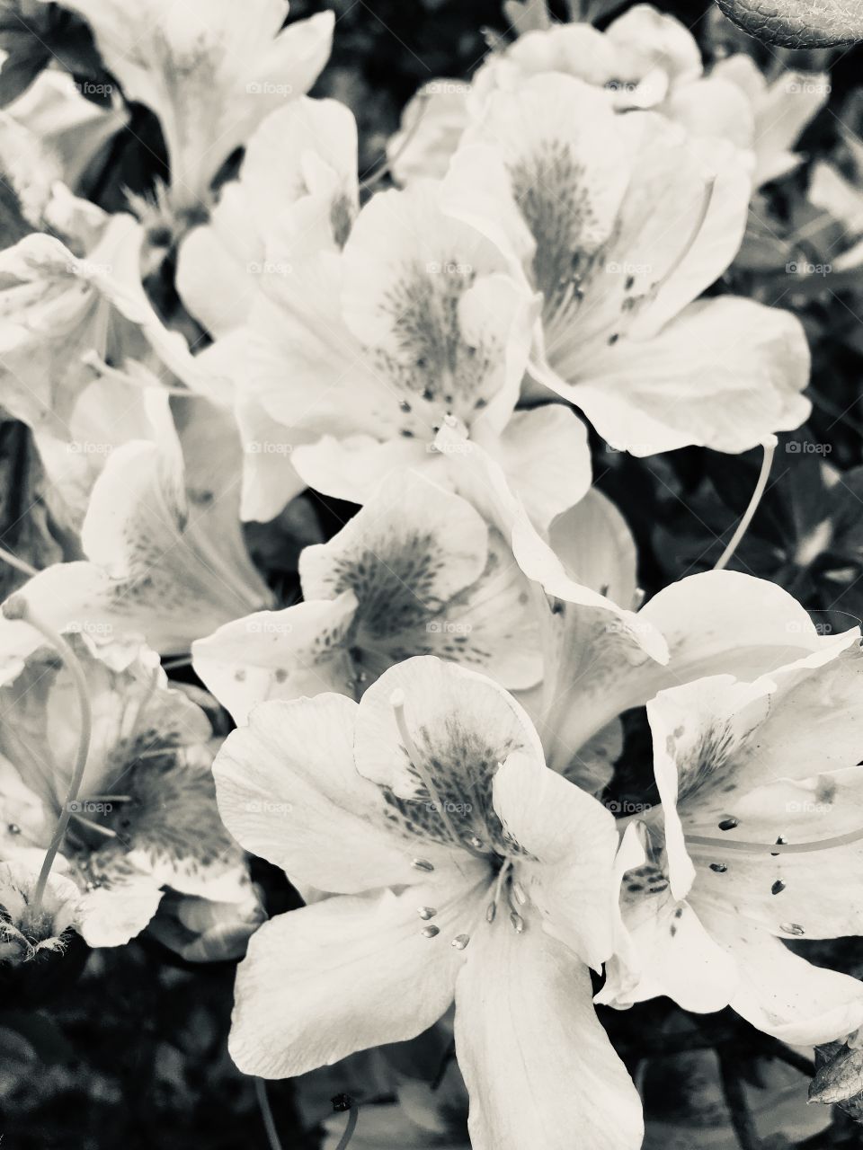 Beautiful flowers edited in silver tone viewed in Winter Garden Florida 