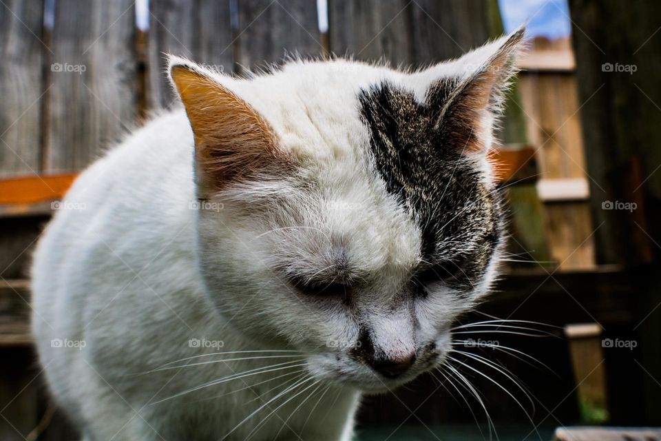 cat avoiding the camera