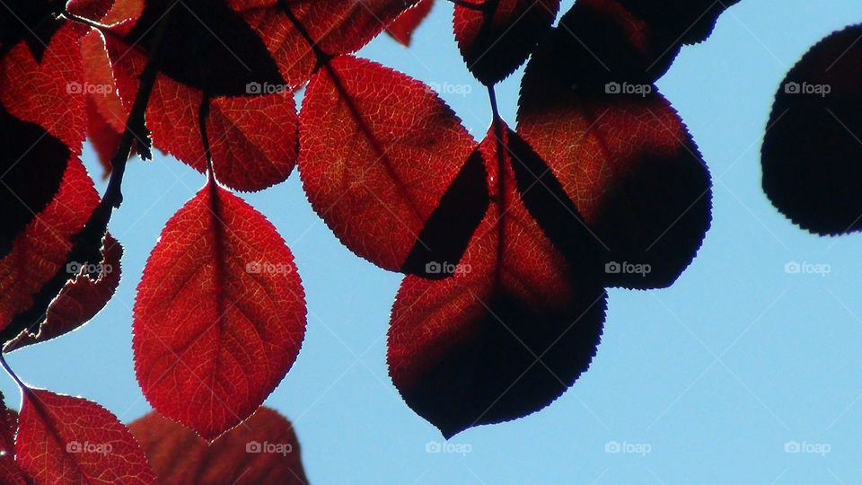 Attractive red leaves
