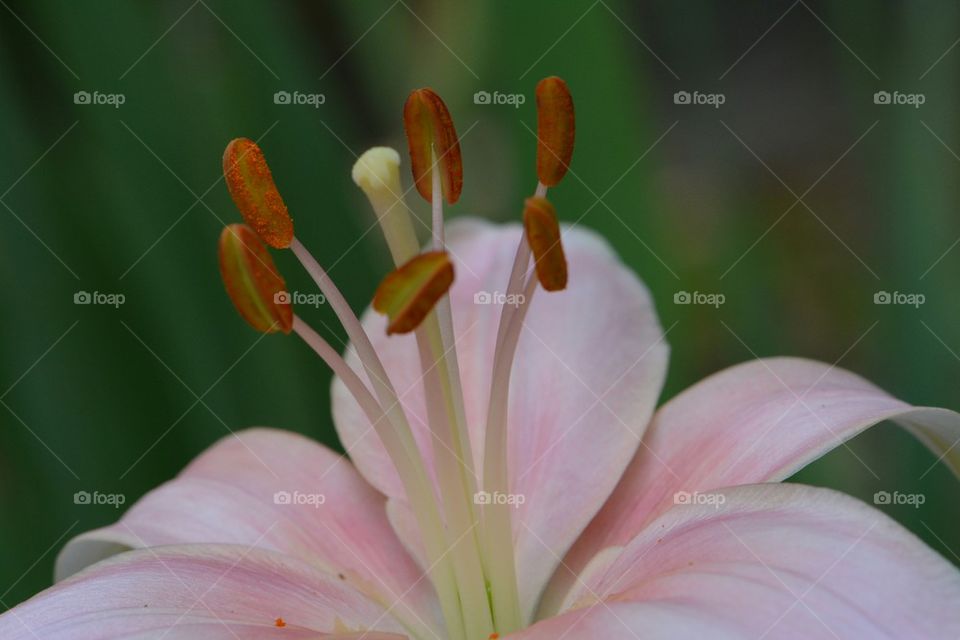 Lily Macro