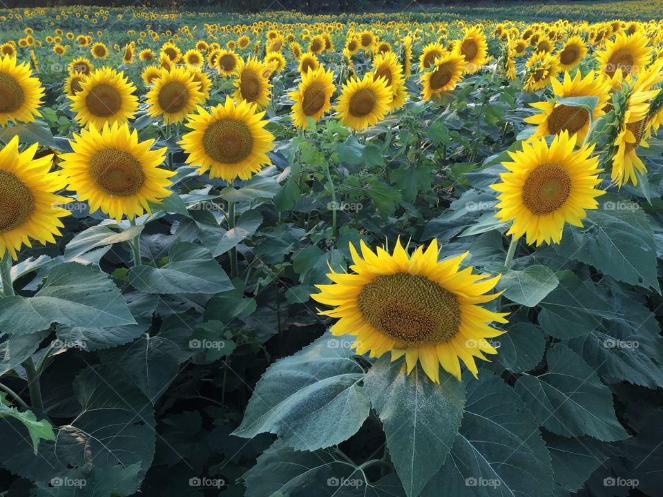 Sunflowers 