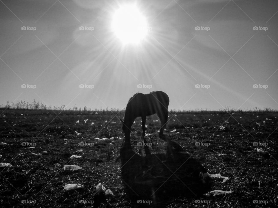 Horse grazing in field