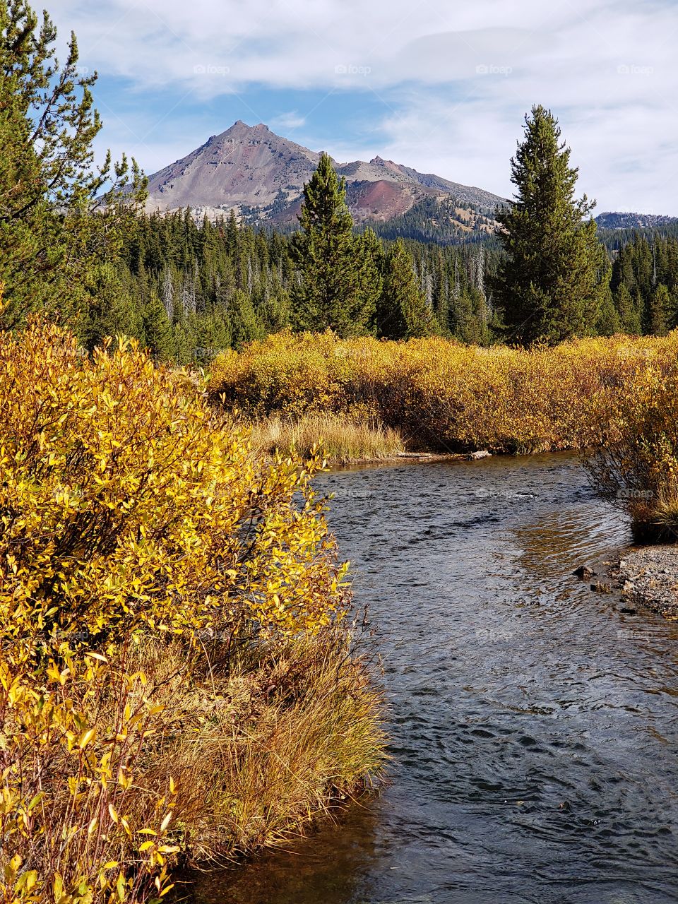 The beautiful Soda Creek in the mountains of Oregon with banks covered in golden fall foliage with the South Sister towering in the background. 