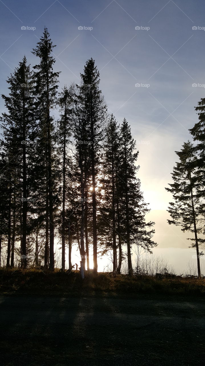 trees by the lake