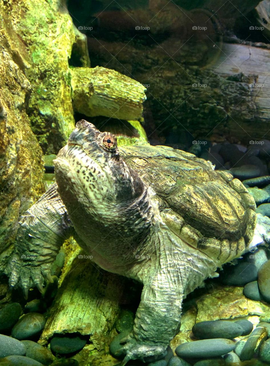 turtle