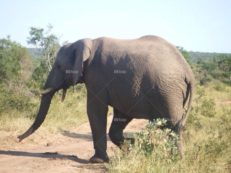 Elephant walker . Safari in South Africa 