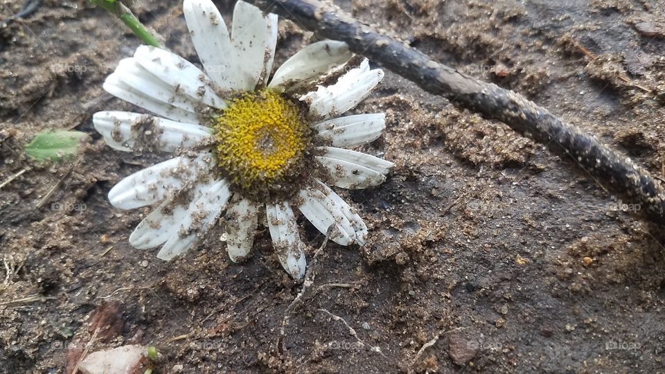 dirty daisy