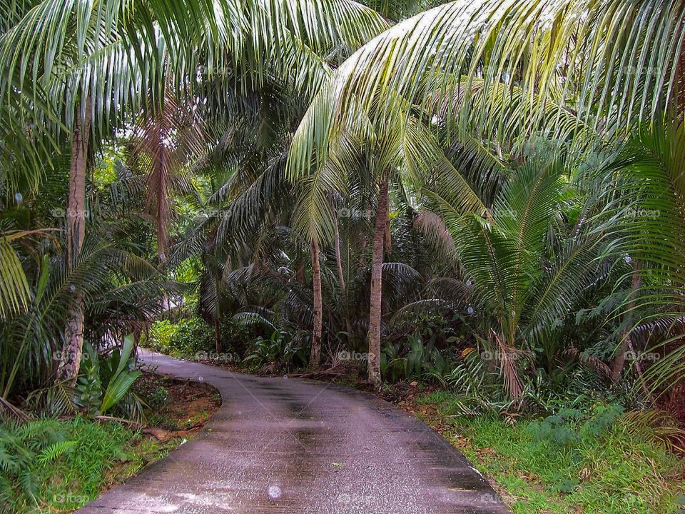 pathway in forest, Seychelles Islands