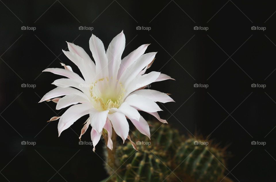 beautiful cactus flowers blooming black background, minimalistic lifestyle