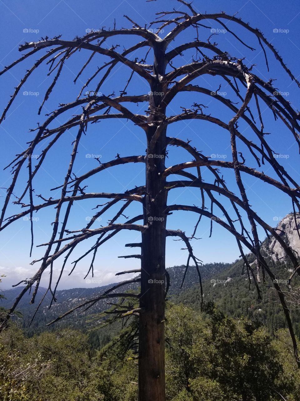 Barren/dead pine tree skeleton overlooking a valley in the Idyllwild area of the San Jacinto Mtn range.