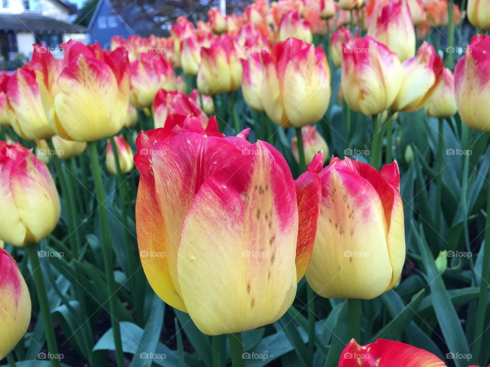 Tulips 