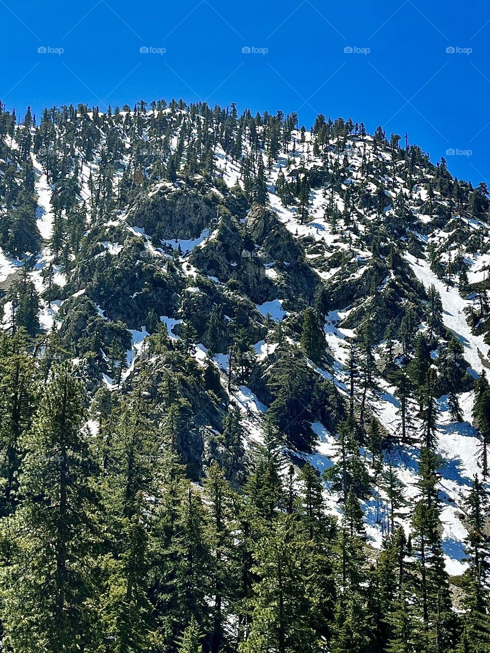 Forest Trees on Mt. Baldy
