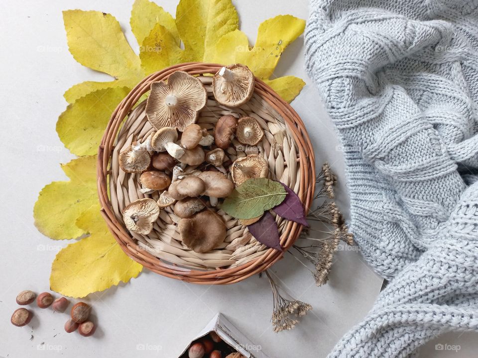 autumn composition mushrooms in a basket, yellow leaves, nuts and a warm cozy sweater