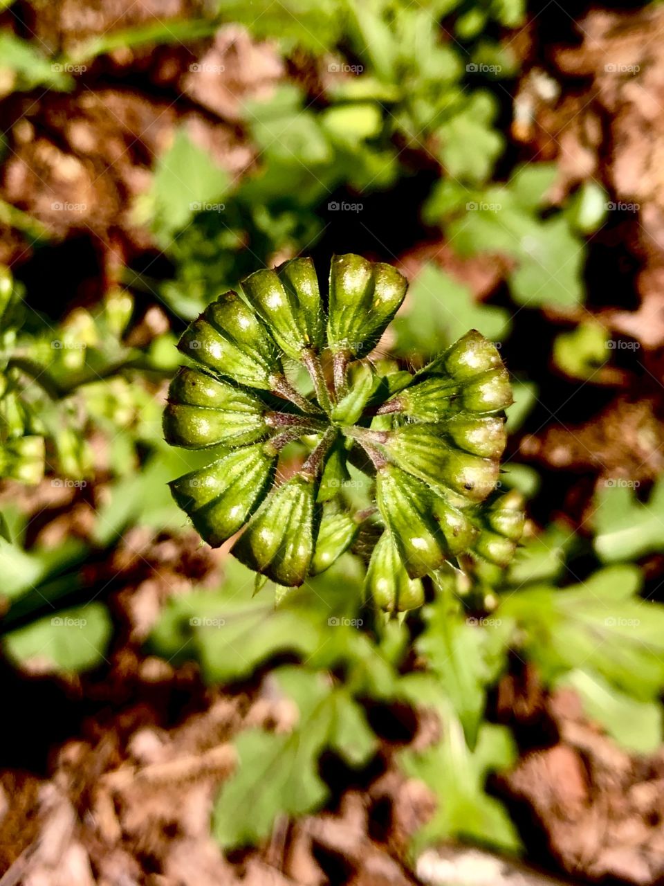 Overhead closeup of tickseeds 