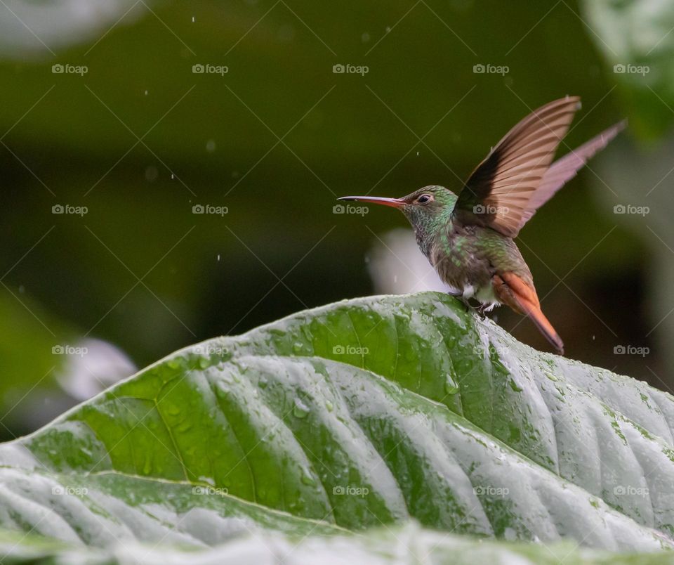 Kolibri in the rain about to take off.