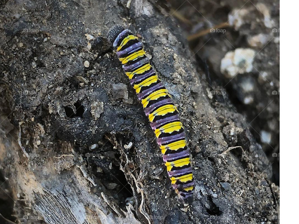 Caterpillar 