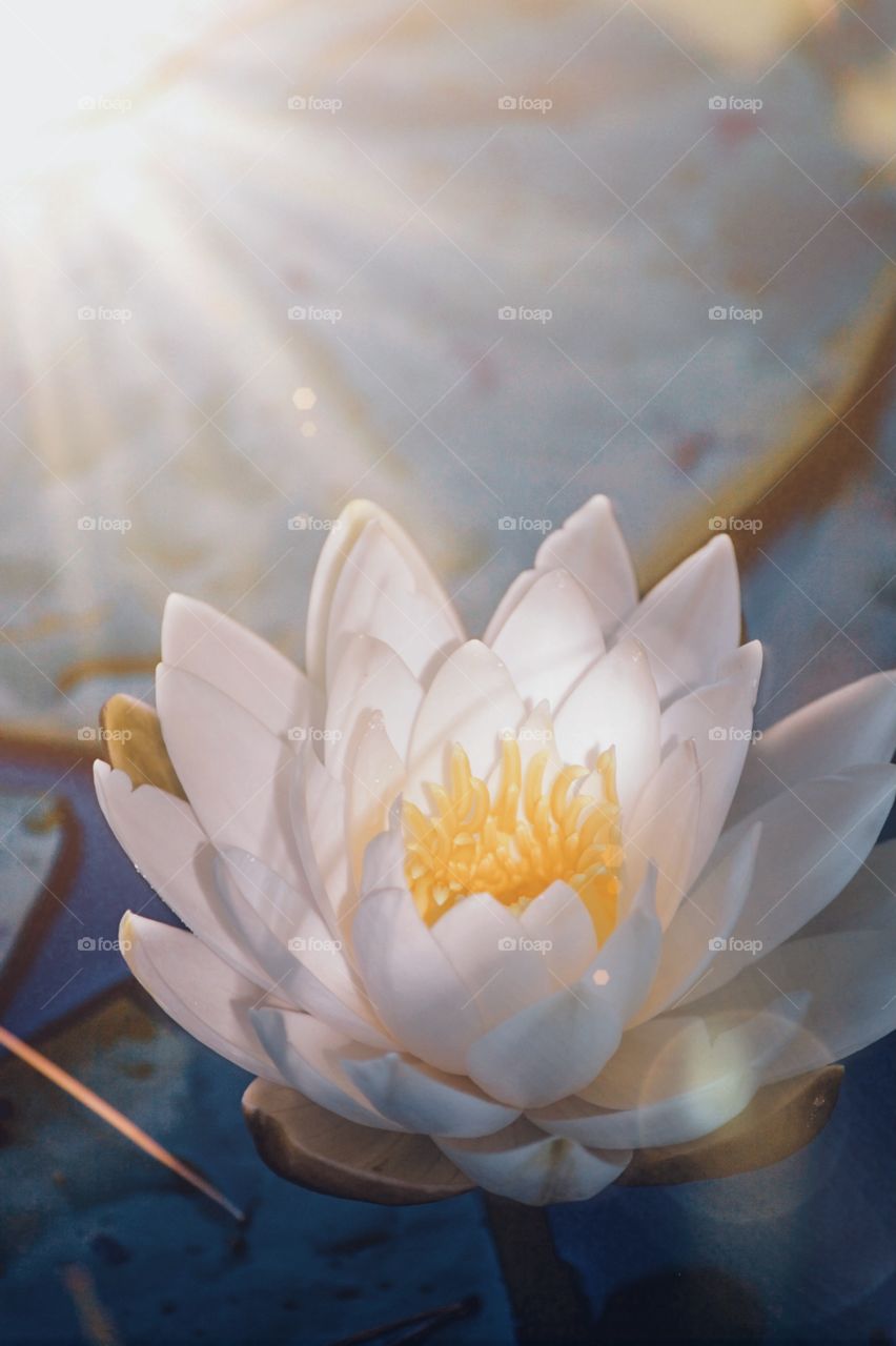 Portrait of a lotus