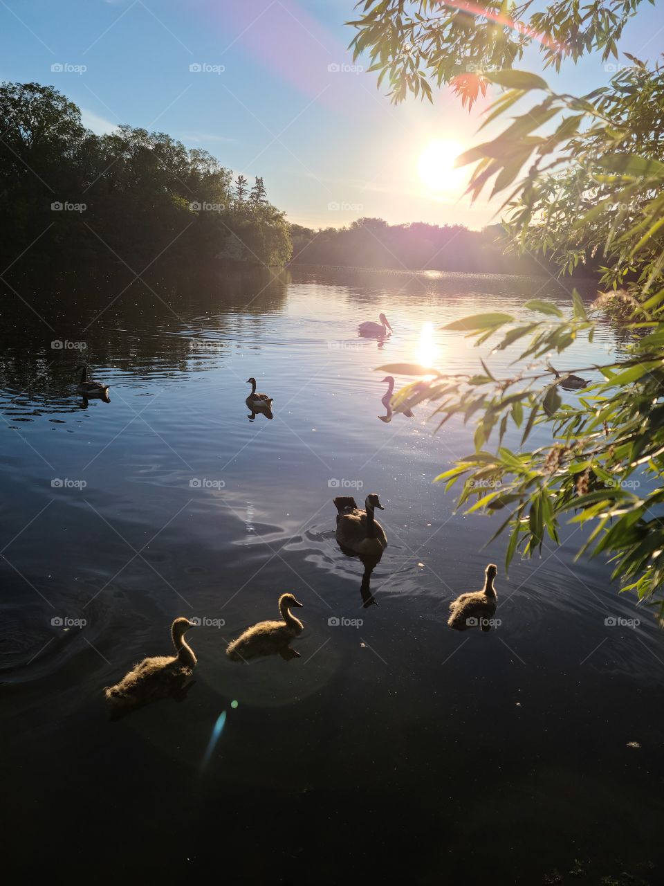 Geese on a lake in the summer.
