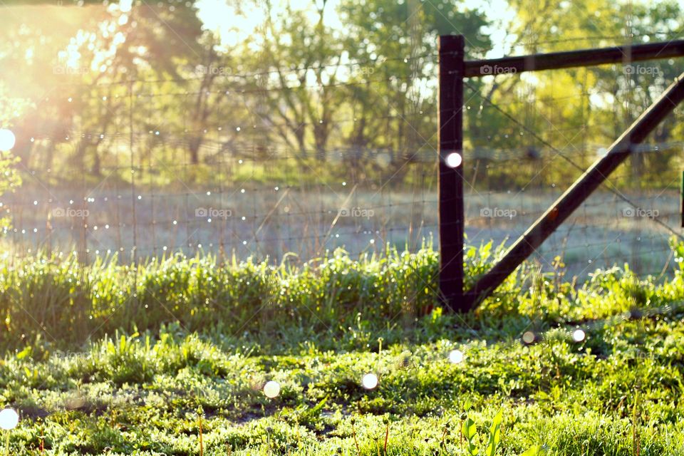 Dewdrops on Wire Fence