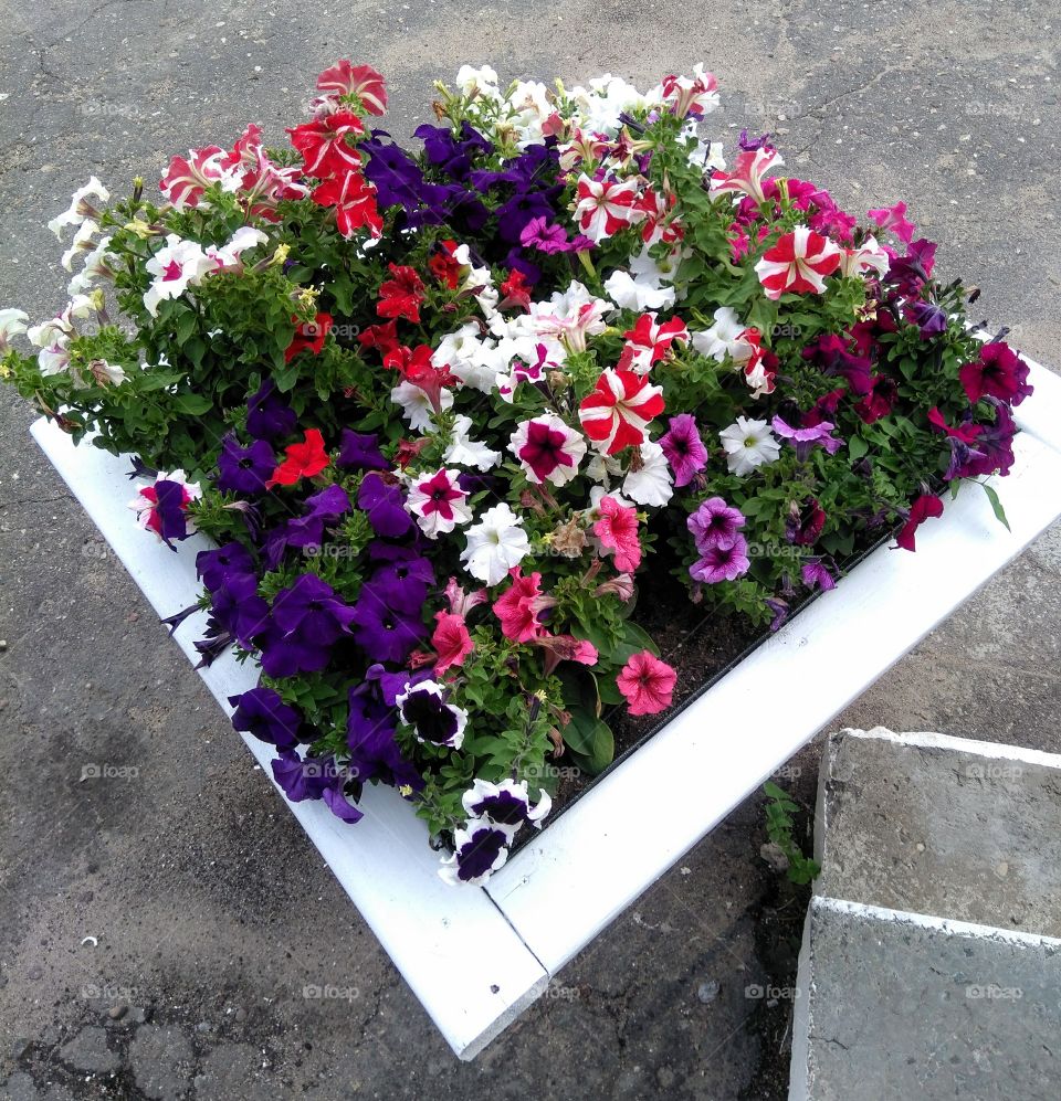 colorful flowers growing in the flowerbeds summer time street art