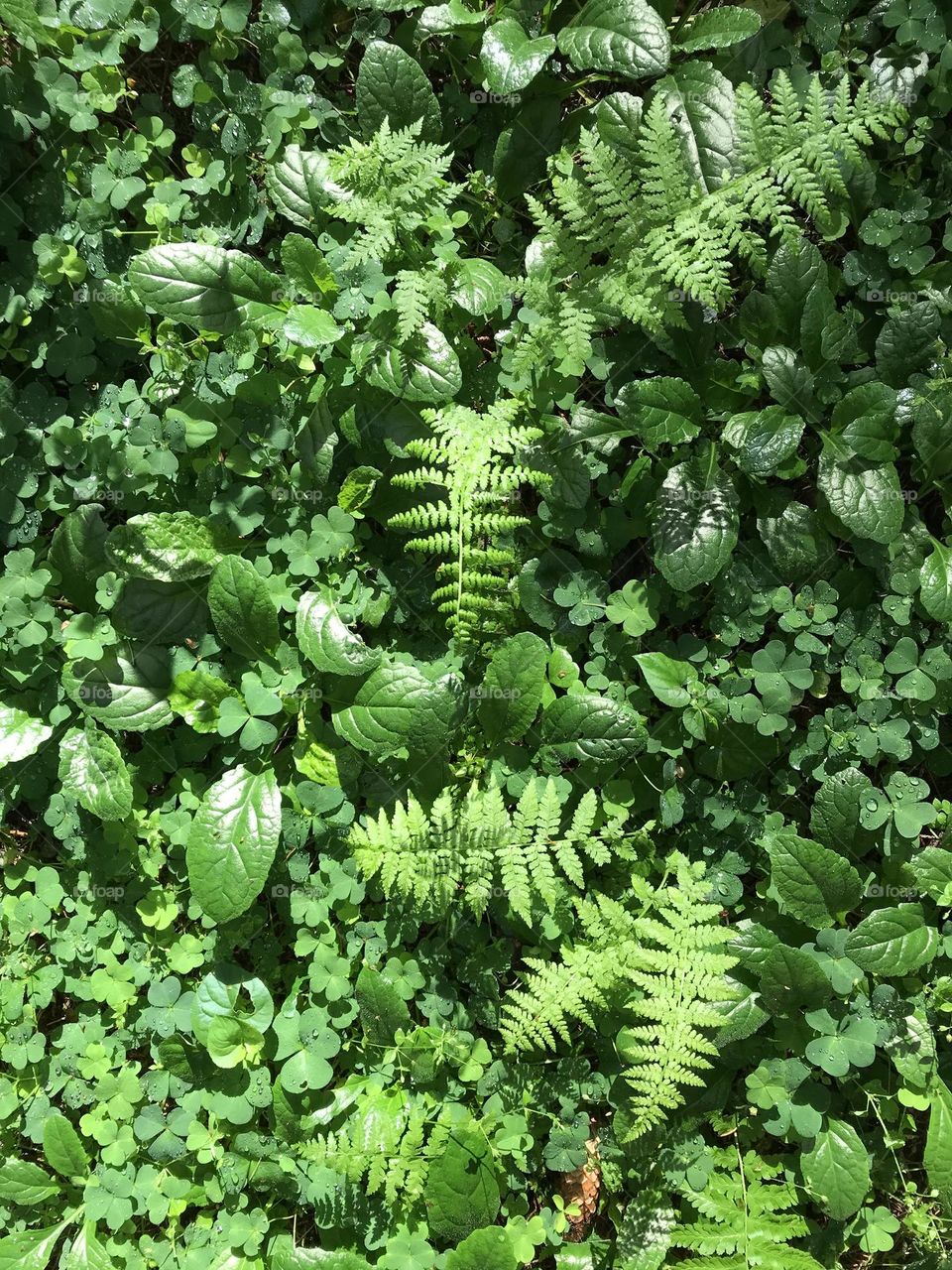 Green plants after rain 