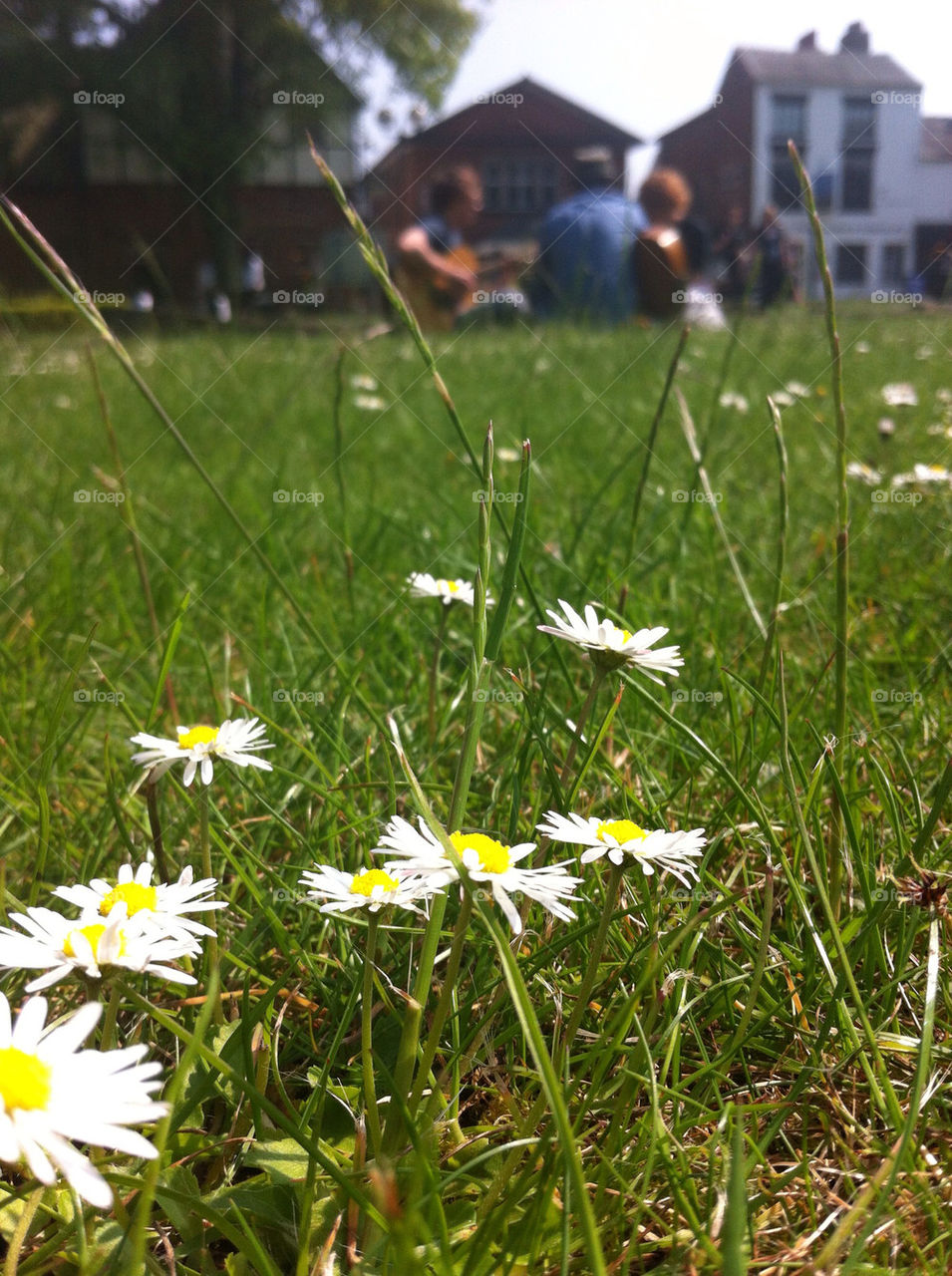 flower grass summer sun by sarah_robbo