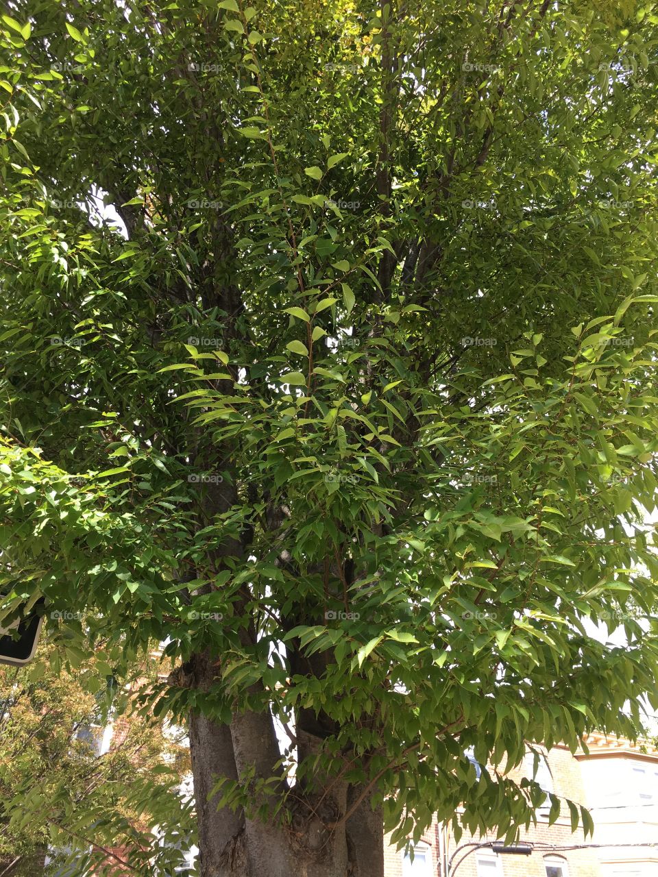 Looking up a tree