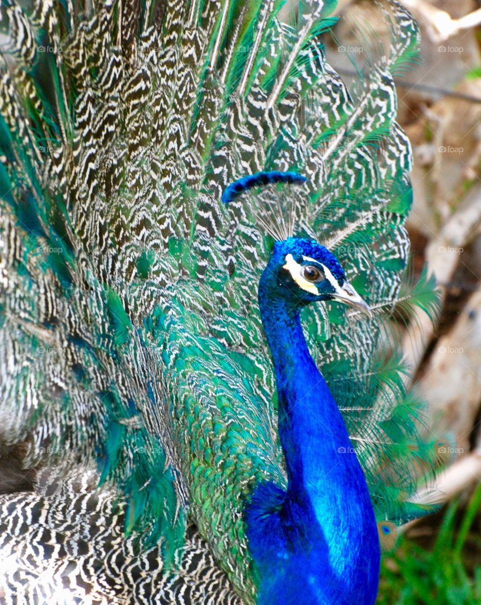 peacock male