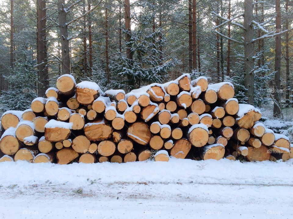 Chopped tree logs covered in snow