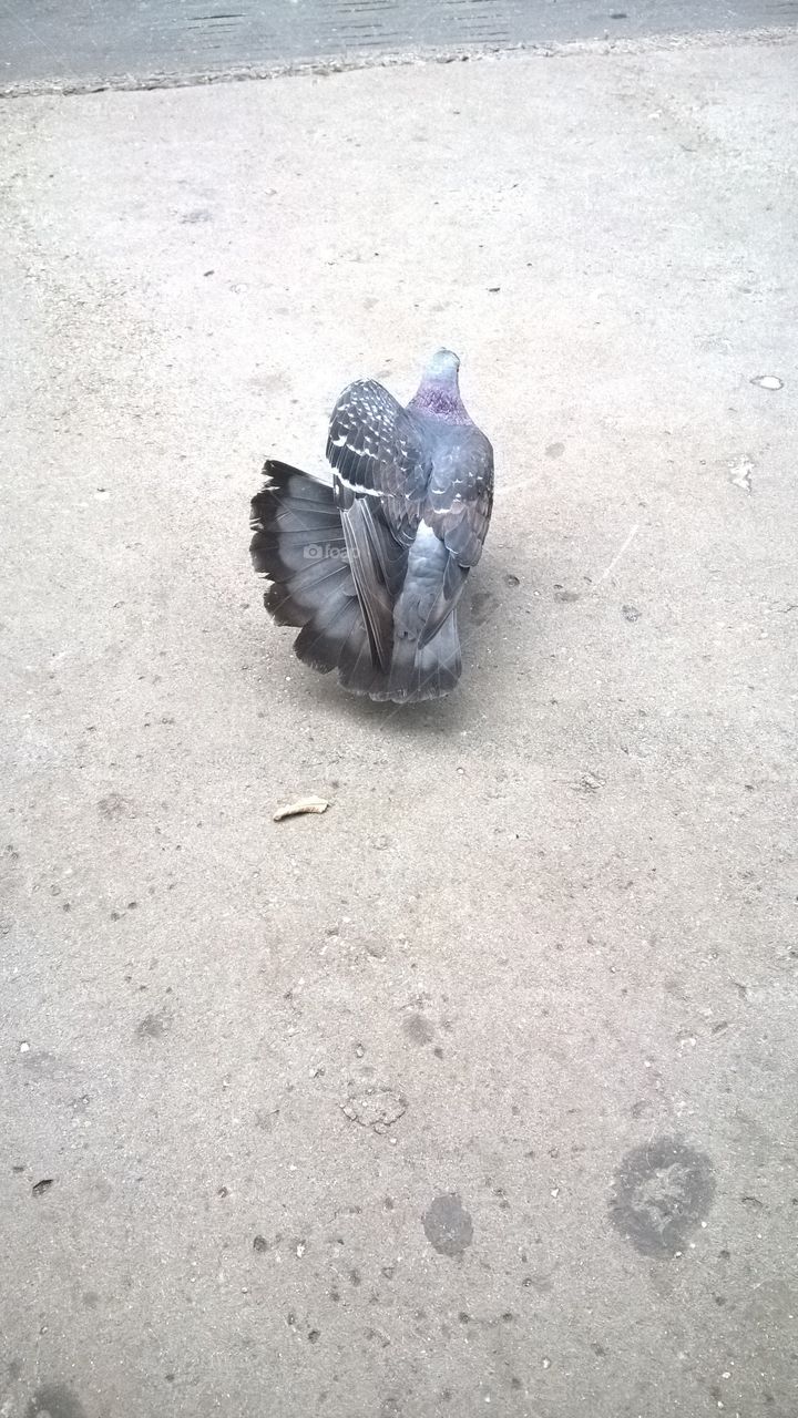 pigeon