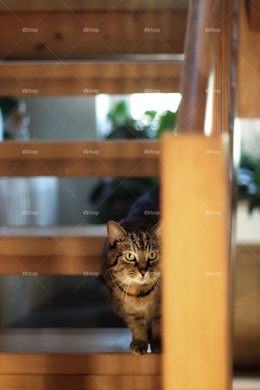 A tabby cat stands on a wooden staircase in the stairwell and looks into the camera 