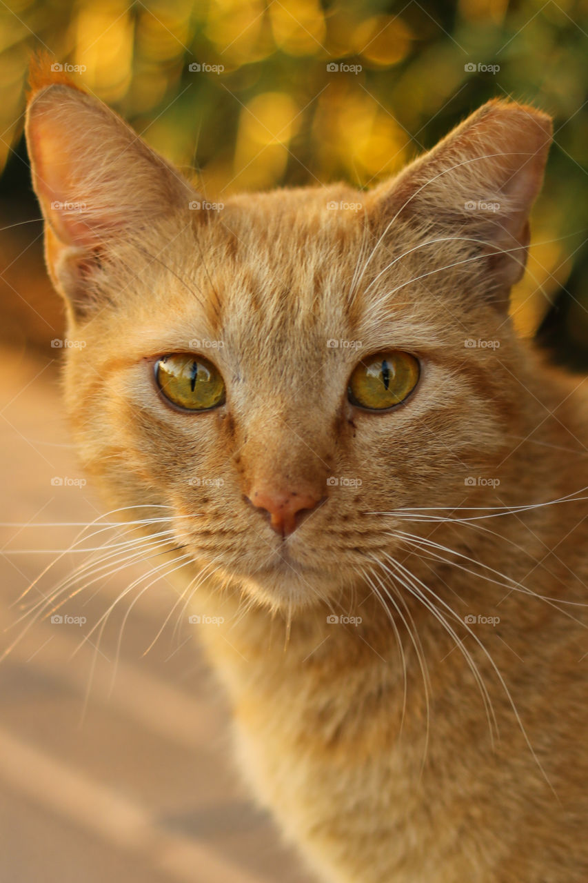 Beautiful Ginger Cat