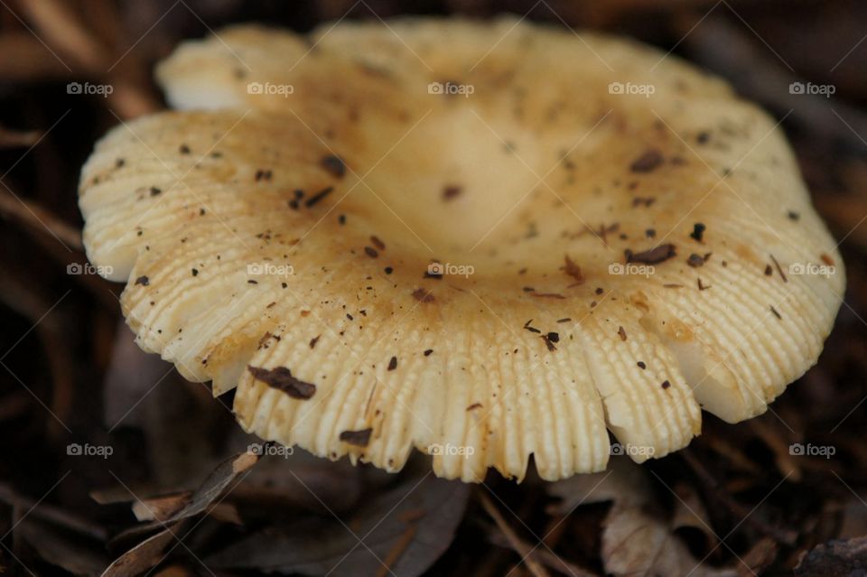 Mushroom cap