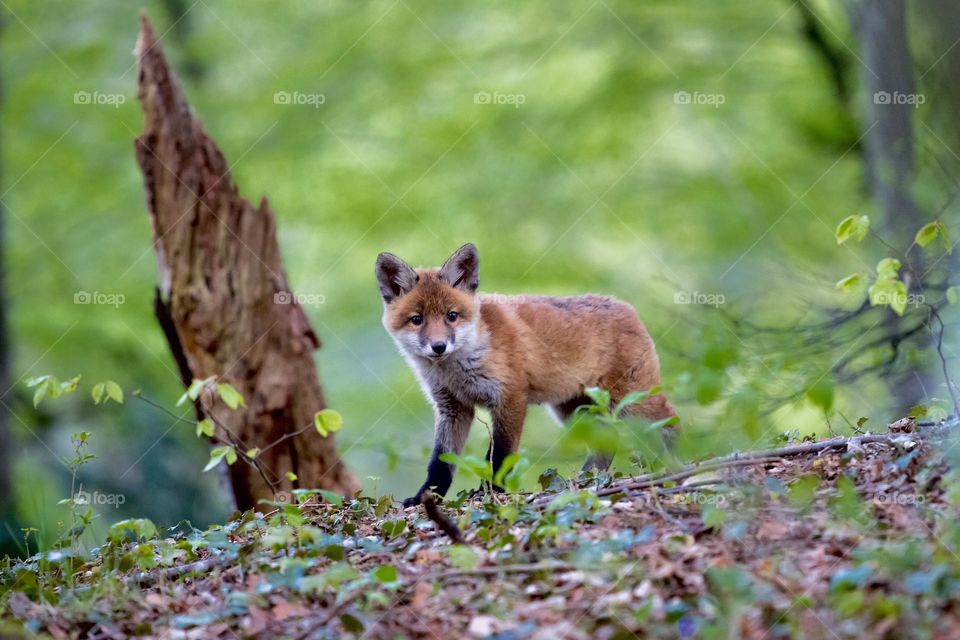Fox out in the woods exploring nature