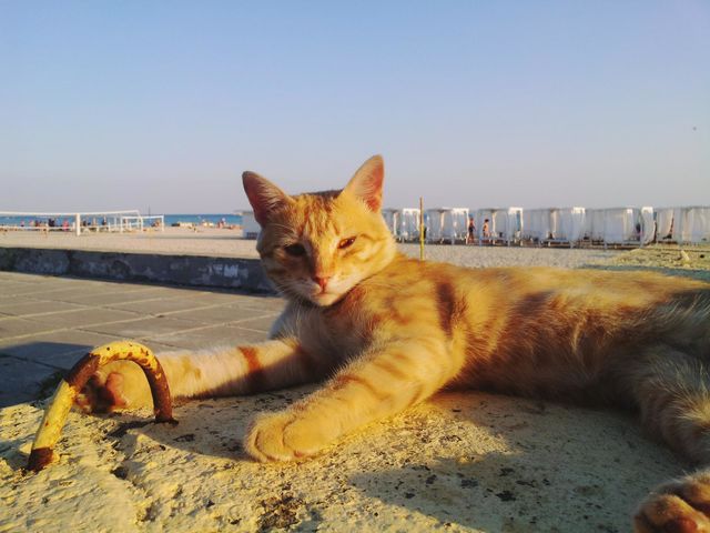 redhead cat