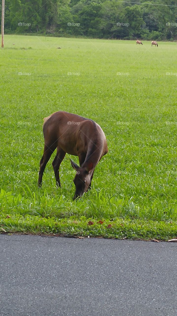 elk grazing