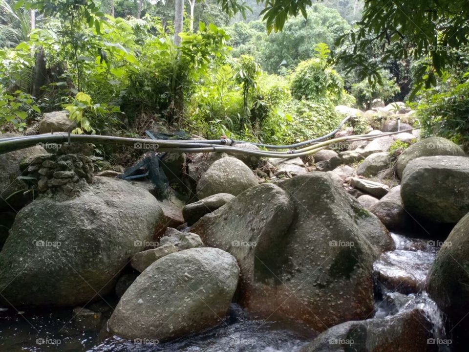 Malaysian Forest/Hutan Malaysia/الغابات الماليزية/马来西亚山林