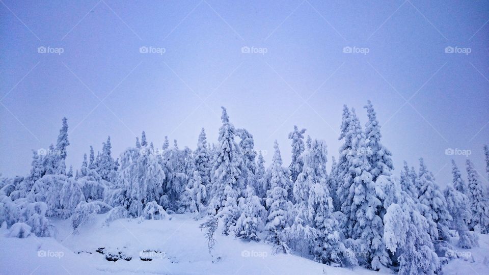 Winter Forest