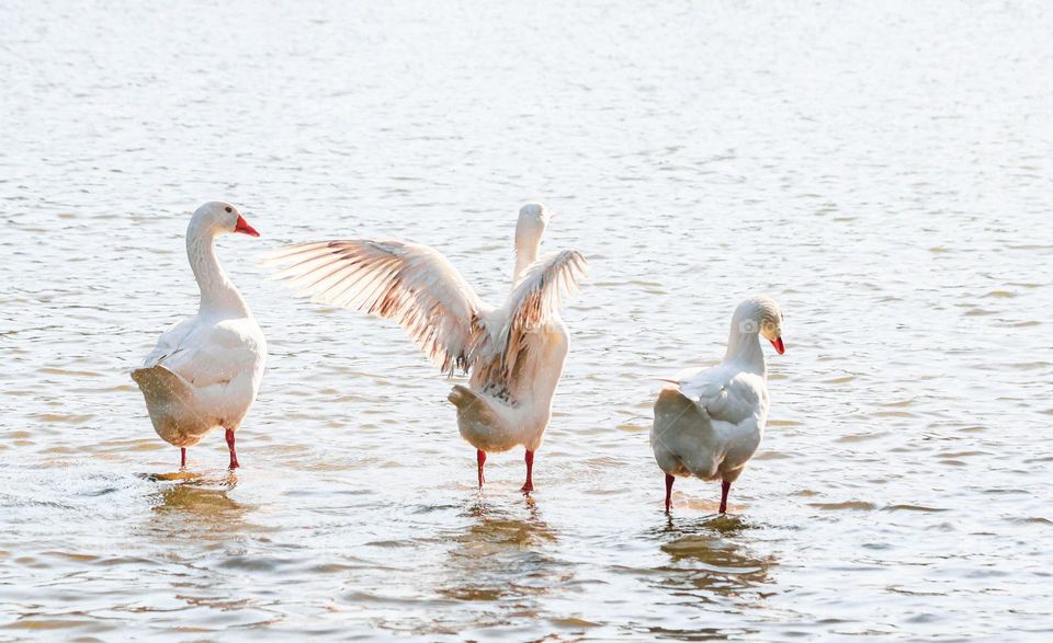 Three white geese, one of them with outstretched wings in the middle, stand in a shallow lake with small ripples on the water opposite the sun, side view, close-up. Bird freedom concept.