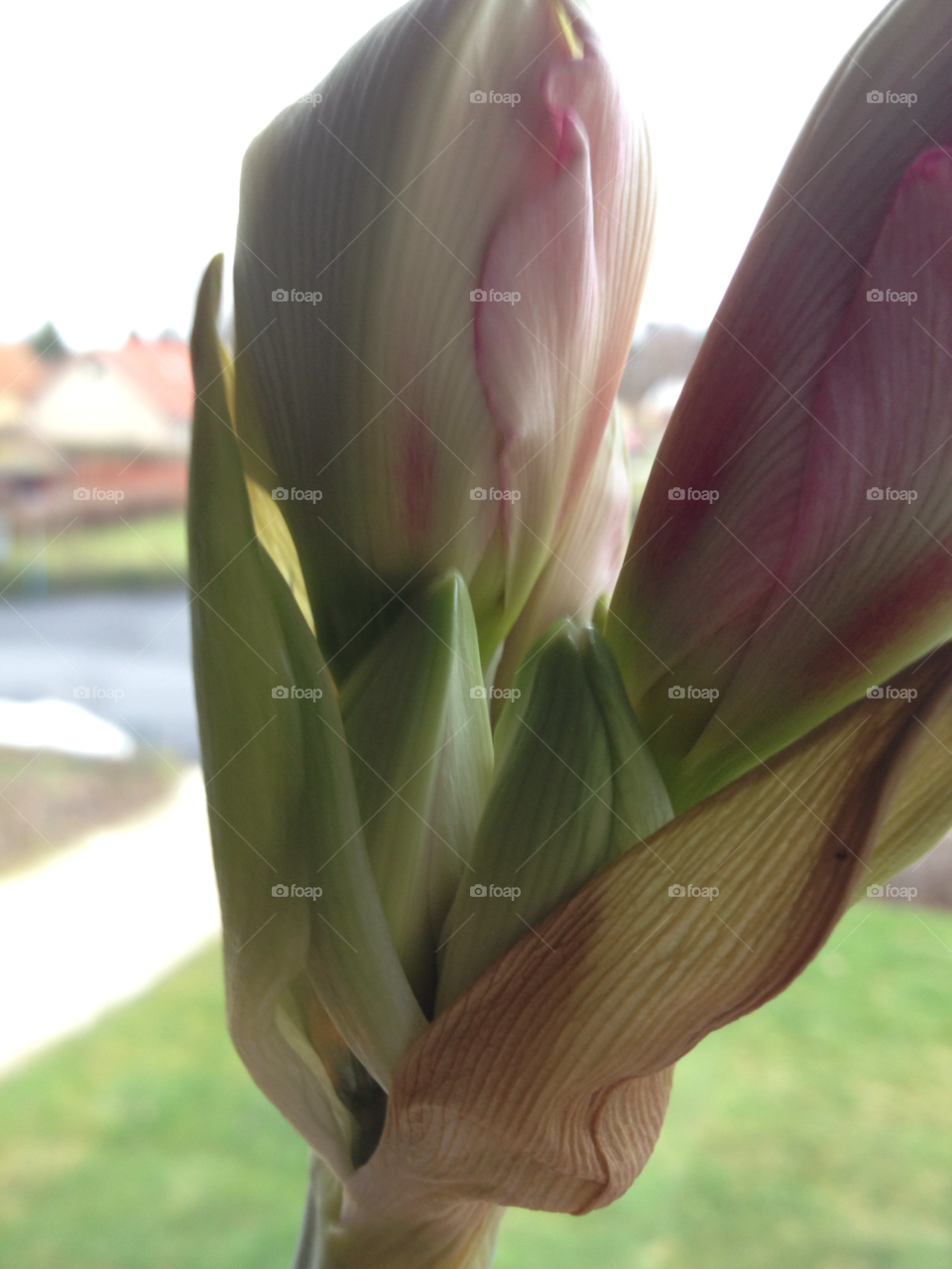 amaryllis flowerbud by liselott