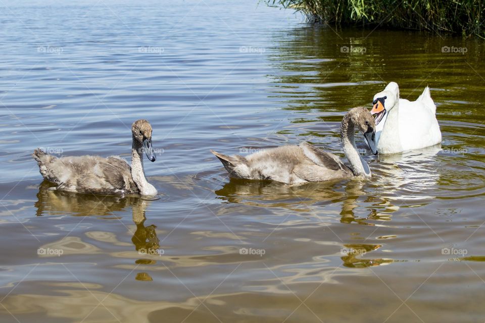 Swan family