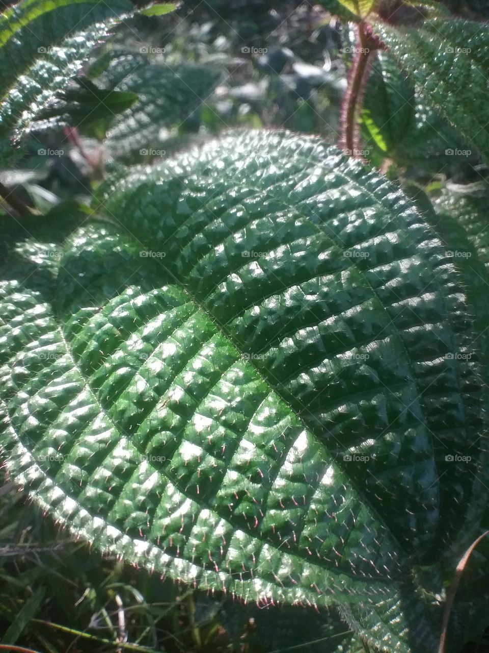 Felpudas e macias como um tecido.