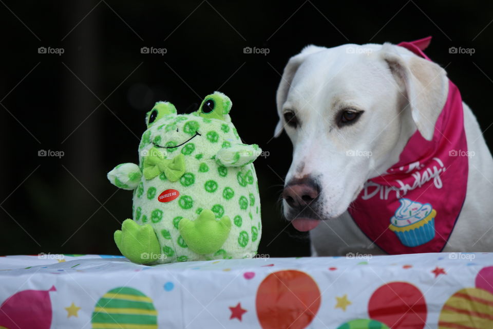 happy Gotcha day Elle. this bow tie frog is for you!