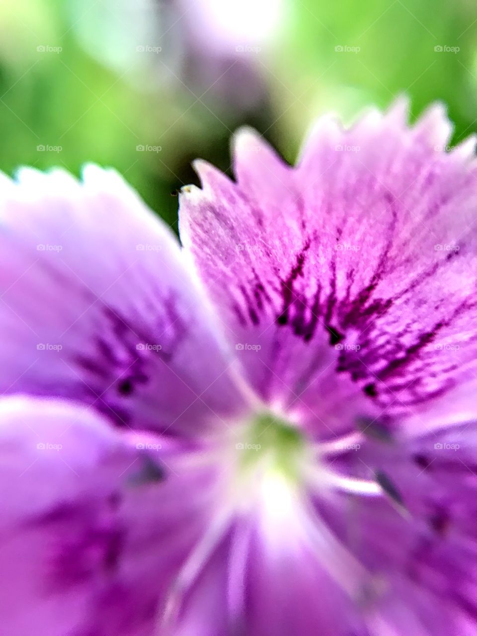 Purple Dianthus - closeup 