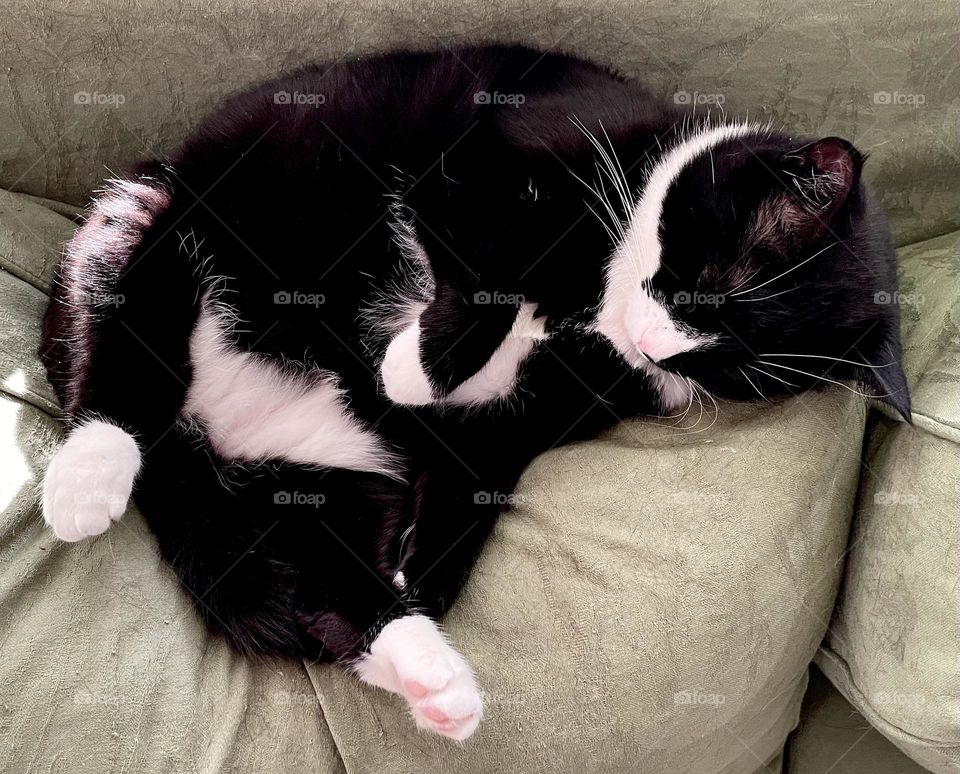 Chubby cat relaxing under a sunny window