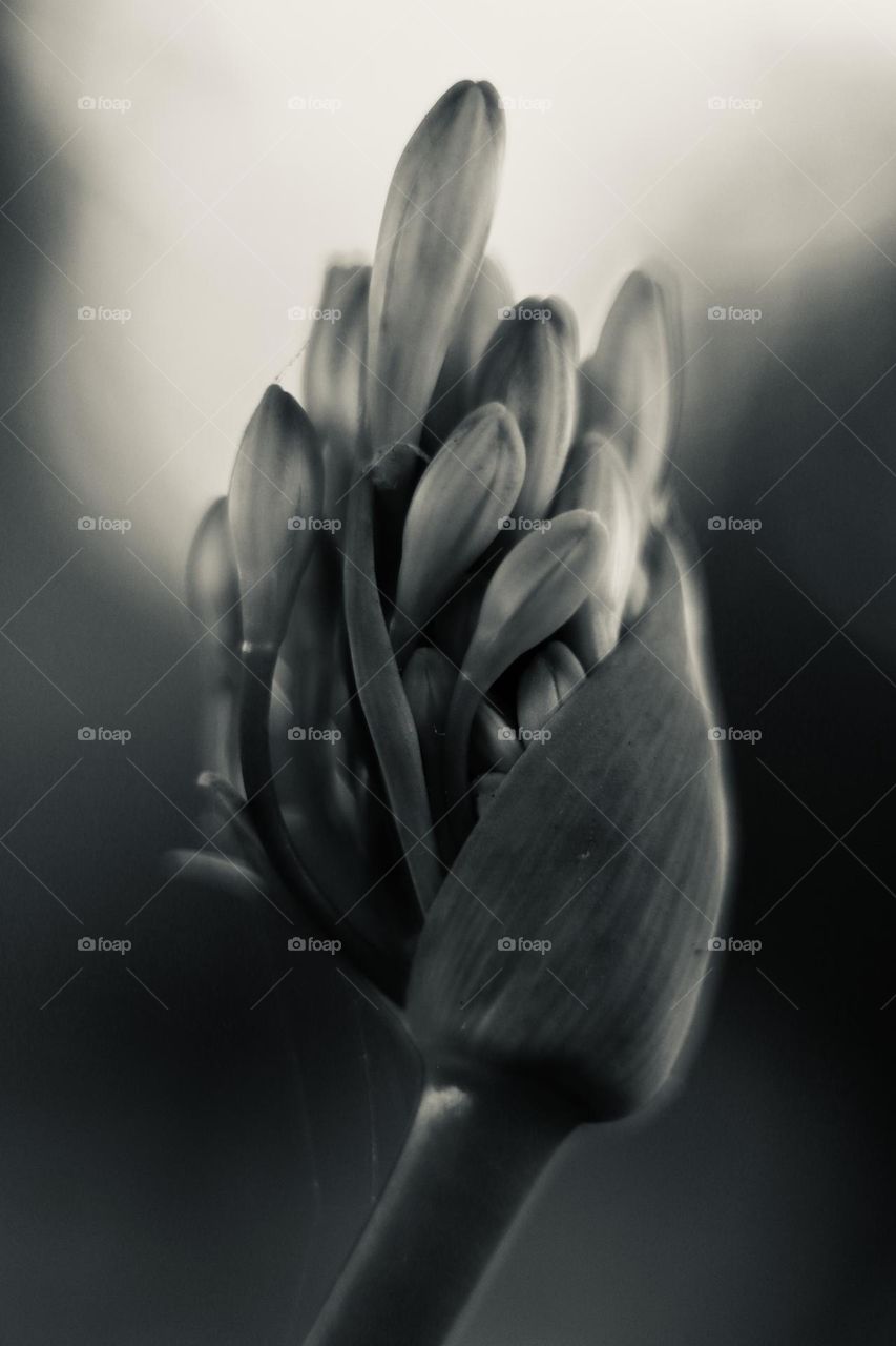 Lily of the Nile. Agapanthus 