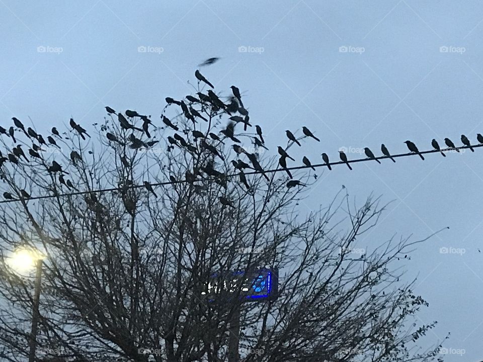 Migrating birds 