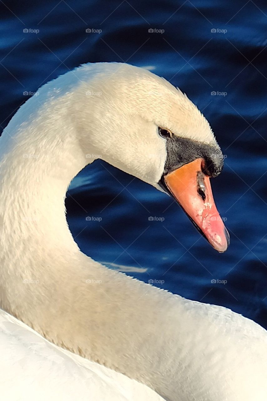 Swan