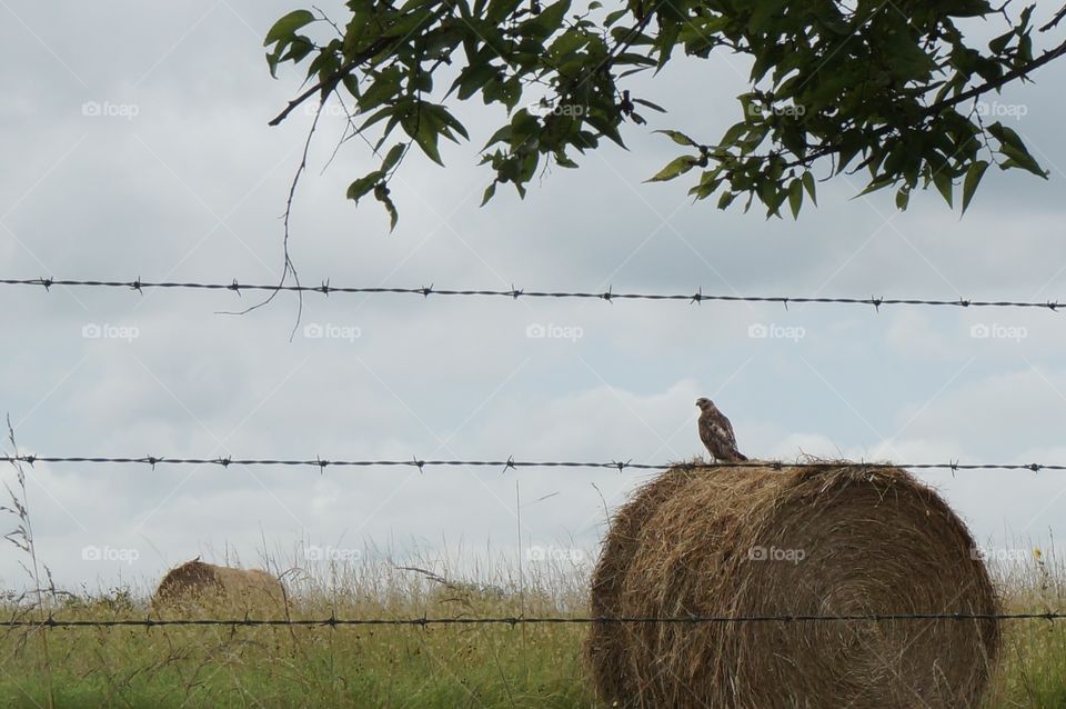 Hawk on Hay roll. Bird of prey on a hay bail roll.  Photo taken in OK.